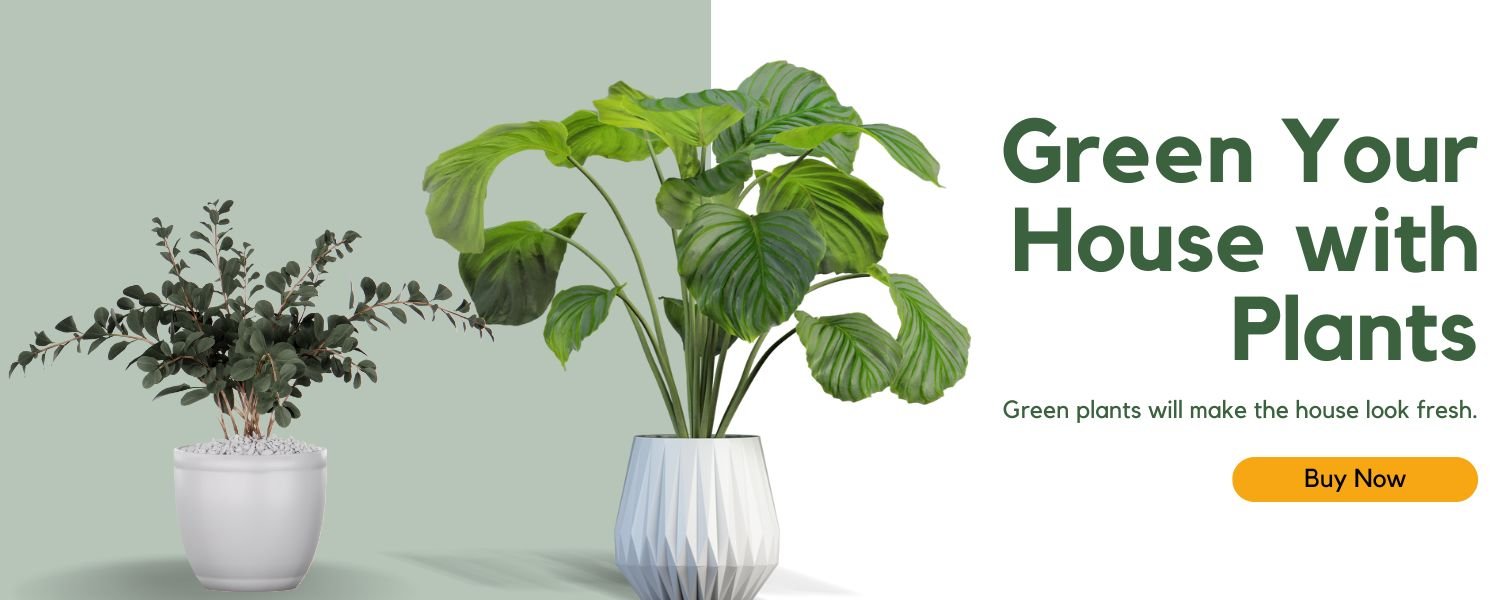 https://shop.digigourav.site/product-category/plants-for-home/