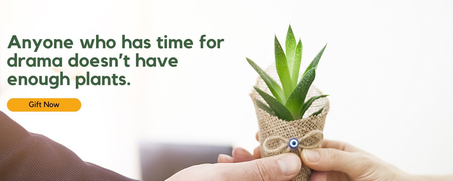 https://shop.digigourav.site/product-category/gifting-plants/
